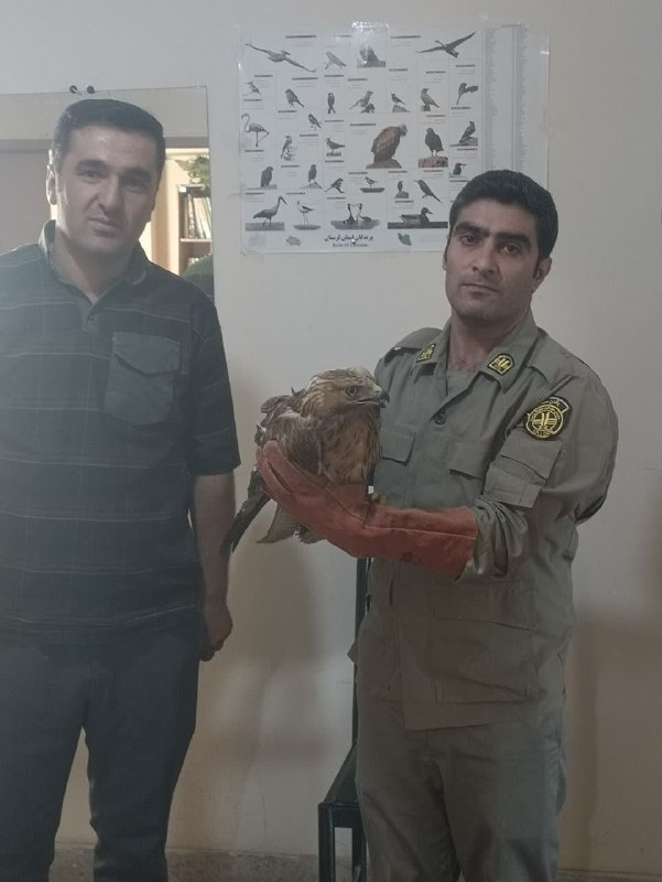 صدای دلفان: « تیمار و رهاسازی یک بهله سارگپه در شهرستان دلفان »به گزارش روابط عمومی اداره حفاظت محیط زیست شهرستان دلفان، یک بهله پرن