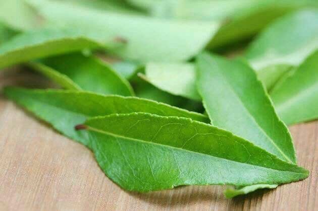 ♥طب سنتی با دلنوشته ♥: رفع سفیدی مویک مشت از برگ کاری را با 3 قاشق غذا خوری روغن نارگیل برای 15 دقیقه بجوشانید. پس از آنکه محلول خنک شد، آن را 