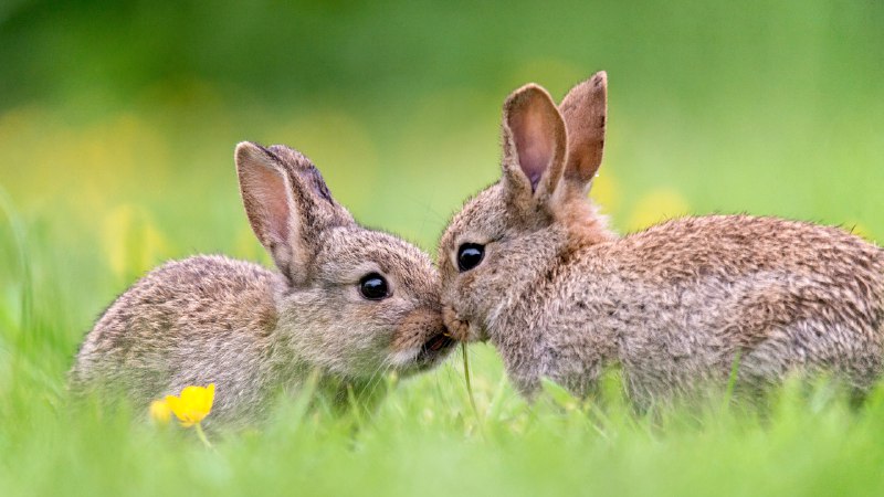 The Easter Bunny is coming to townWild baby rabbits in spring (© Fiona McAllister Photography/Getty Images)