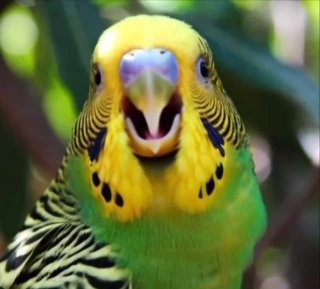 Петербуржец остался без автомобильных прав из-за корма для попугаев, который съел после ДТП. Причина — в хрустящих подушечках содержатся семена конопли.Прибывшие ДПСники проверили кайфолога Сергея на опьянение — тест оказался положительным. Водитель вину н