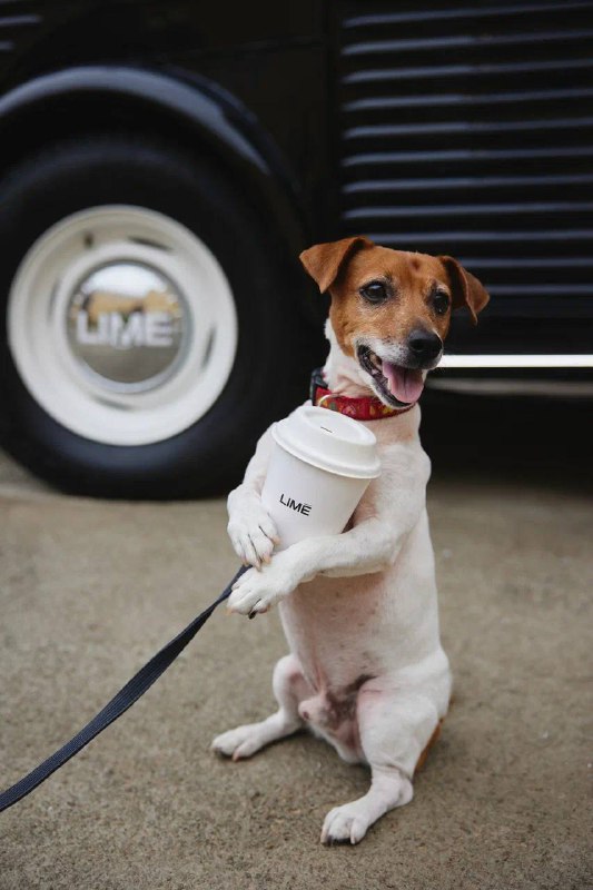 Вчера посетили вечеринку COFFEE WITH LIMÉ в Санкт-Петербурге. Получив приглашение я была счастлива как ребенок. Потому что было одно заветное желание в писке на 2024 — это работа с LIME. Мероприятие было организовано от и до. Лучшая локация, теплые люди, вкусная еда и ахуенная музыка.Вчера посетили вечеринку COFFEE WITH LIMÉ в Санкт-Петербурге. Получив приглашение я была счастлива как ребенок. Потому что было одно заветное желание в писке на 2024 — это работа с LIME. Мероприятие было организовано от и до. Лучшая локация, теплые люди, вкусная еда и ахуенная музыка.