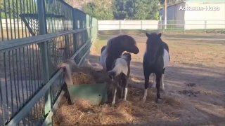 הבנתי מ"אסקניה-נובה" הם בחרו שם הסייח פוני שטלנד נקרא קורנפלור. יקטרינה משצ'ריאקובה/אסקניה-נובה