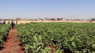 סדנה באידליב דנה בסיכויים של גידול תאנים בצפון סוריה ובדרכים להתמודד עם האתגרים.