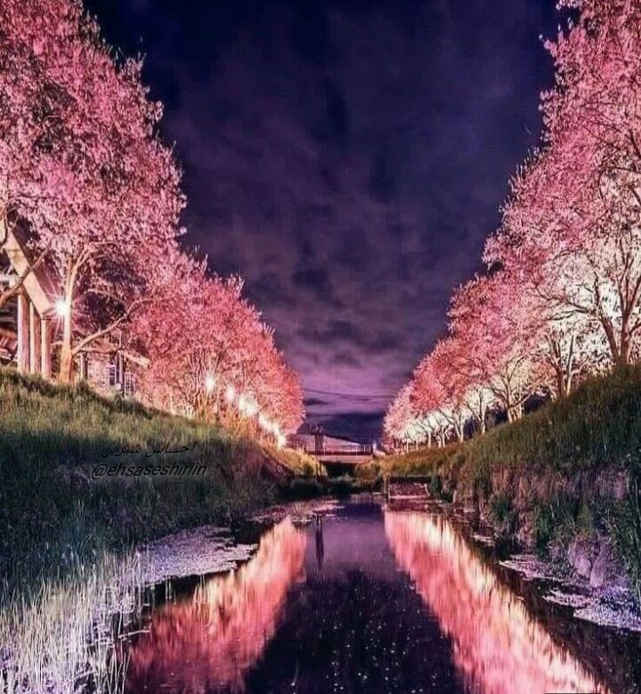 جملات هشت ریشتری: 🌸وقتي شب میشہ✨یہ دنیا خاطره🌸یه دنیا خیاڸ✨میاد تو دڸ آدم🌸مڹ آرزو مي ڪنم✨امشب دلتون آروم باشہ🌸و رویاهاتون شیریڹشبتـون بخیر
