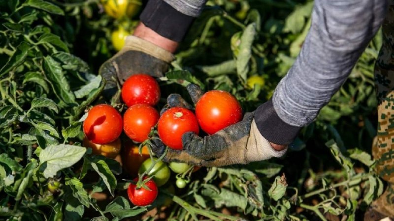 آخرین خبر اردبیل: برداشت ۱۰۰ هزار تن گوجه‌فرنگی در پارس‌آباد🔹️مدیر جهاد کشاورزی شهرستان پارس‌آباد: امسال ۱,۶۰۰ هکتار از مزارع این شهرستان 