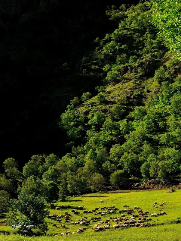 NuceQalawiShaho قالاو: 📆 ئەمڕۆ جومعه (هەینێ) بەیانی تان باش ...🌾🌷٣٠ی گەلاوێژی 2726ی کوردی🌾🌹٣٠ی موردادی 405ی هەتاوی🌾🌹٢١ی ئاگۆستی 2026ی زایینی🌾🌹۰