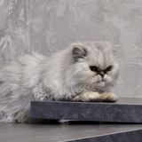 комната хомяка