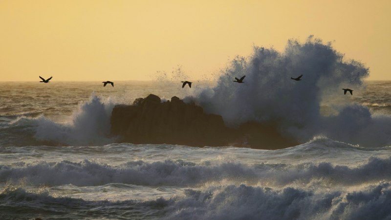 Life along the flywayDouble-crested cormorants over Monterey Bay, California (© Hiroya Minakuchi/Minden Pictures)