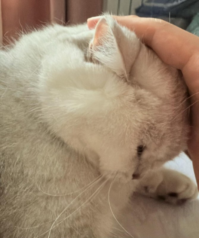 用过六万块的陪伴机器人还是觉得自家猫比较可爱用过六万块的陪伴机器人还是觉得自家猫比较可爱