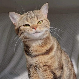 قطط السعودية للتبني 🐈🇸🇦