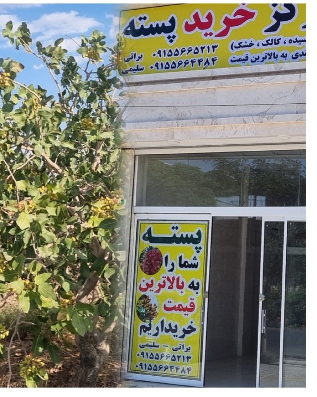 سرایان20: مرکز خرید پستهخوشه ،خشک،مغزبه بالاترین قیمت روز تسویه نقدی روی باسکولحتی روزهای تعطیلآدرس دفتر سرایان بلوار ولیعصرروبروی