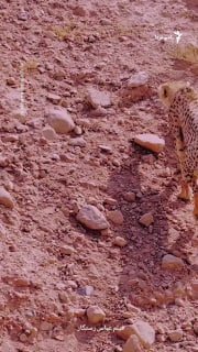 Abbas Rastager, a photographer and documentary maker, published a video of two "Haliya" puppies walking around the Miandshet Jarem wildlife reserve.