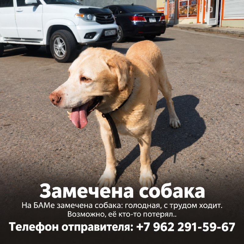 На БАМе заметили собаку. По словам очевидца, она была...
