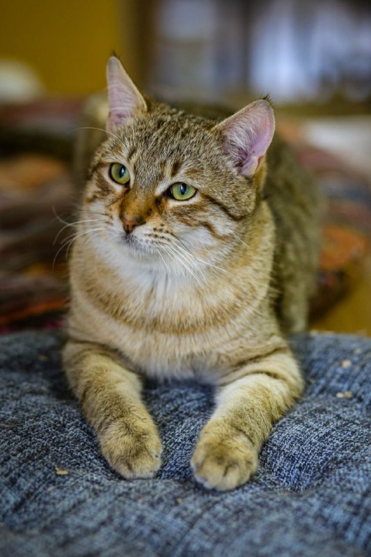 Песочек ищет дом