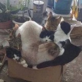 ота