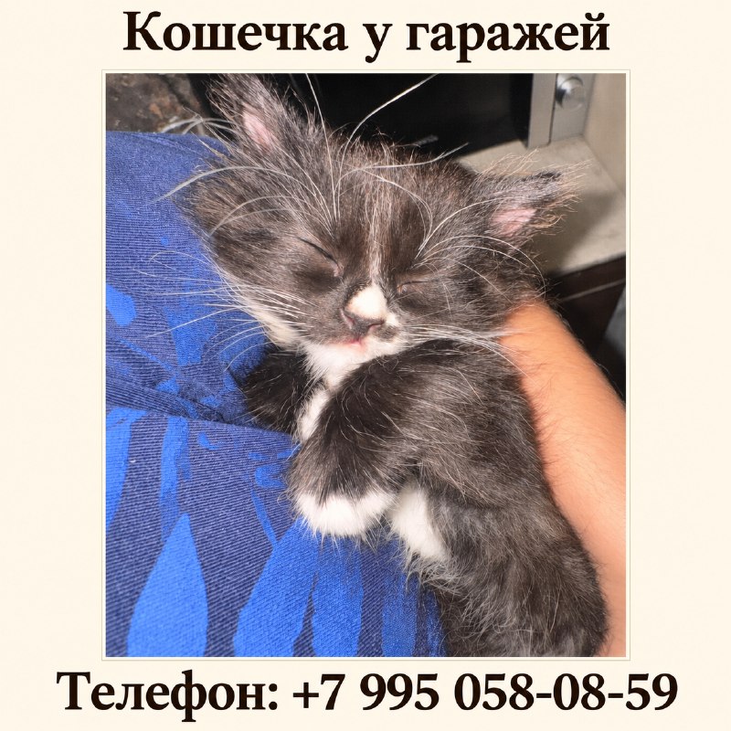 Ласковую кошечку примерно двух месяцев нашли в дождь...