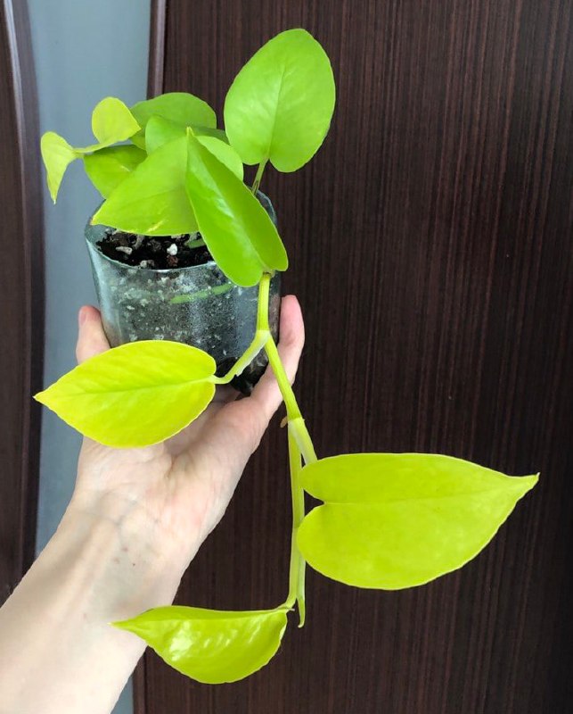 Комнатное растение (цветок, лиана) - 12 лари. Неон,  две точки роста