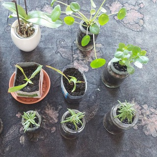 🌿 Share your plants! - Erfurt
