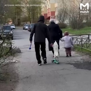 Пёс-самокатчик живёт в Питере — и своим навыком значительно упрощает выгул для хозяев. Единственное, ребёнку в семье всё же приходится пешком.трёхколёсный четырёхлапый😎 Mash на Мойке разыгрывает IPhone 17 Pro и AirPods Max — за подписку в МАКС