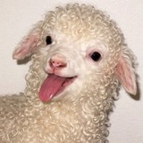 NIMA