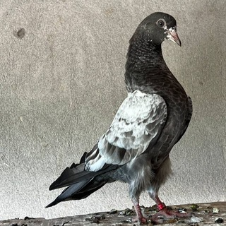 ANDIJON KABUTAR ISHQIVOZLARI Telegram Group Link