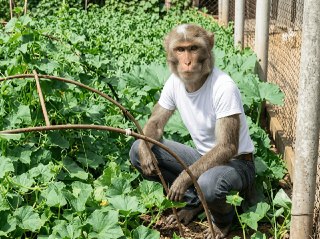 Макаки научились лечить отравления с помощью земли: https://lentach.media/eX8dD