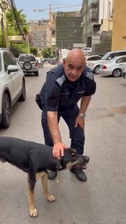 יוזמה של עיריית אל ג'דידה לפתרון משבר הכלבים המשוטטים