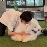⊹ puppy’s home ಄ jimmy 𐦯