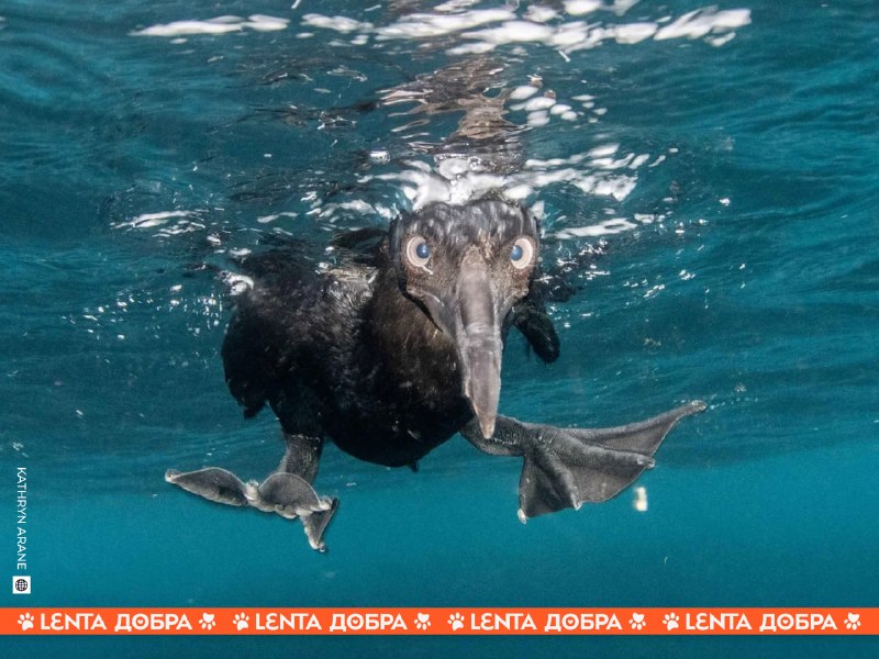 Image from a post by Лента добра