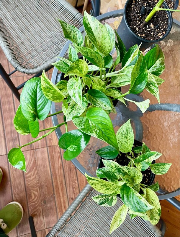 Домашние растения в горшке. Эпипренум марбл квин. Лиана, ароидное. Может свисать вниз, можно пустить — фото 1