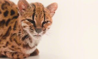 Кс-кс-ксУчёные впервые с 1923 года открыли новый вид кошек — Leopardus tilcayo, или тигровая кошка тилкайо. Они заметно легче и меньше домашних кошек и обитают в облачных лесах Юнгаса в Боливии.Новую кошку открыли случайно. Сначала её приняли за уже извест