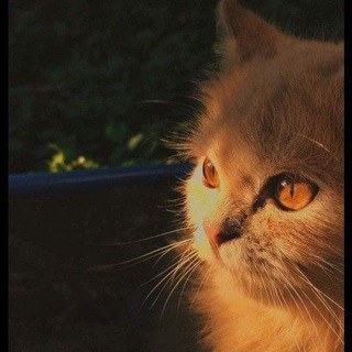 Telegram profile photo for Be positive .