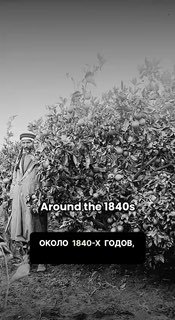 בסביבות שנות ה-40 של המאה ה-20, ליד יפו, גילו חקלאים פלסטינים תפוז חדש: סגלגל, מתוק, עבה עור, כמעט ללא גרעי…