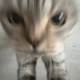 nscff