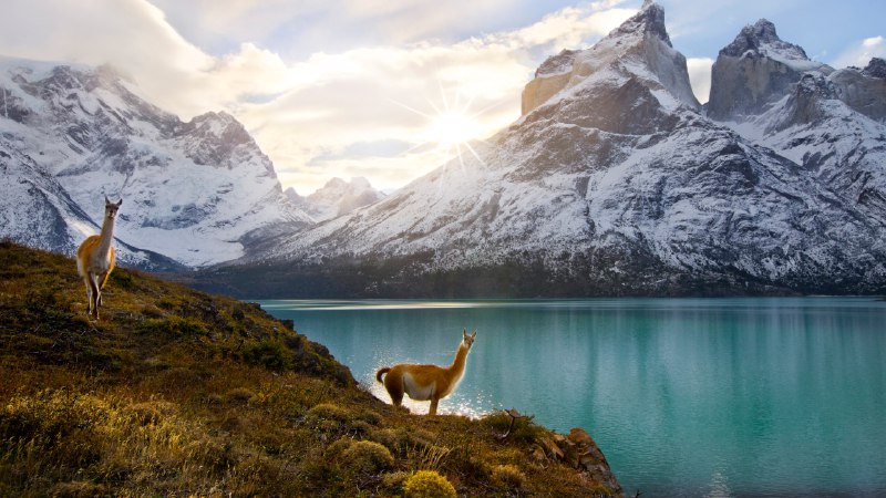 Attitude and altitudeGuanacos, Torres del Paine National Park, Chile (© Floris van Breugel/NPL/Minden Pictures)