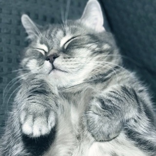 Telegram profile photo for Мастер пера