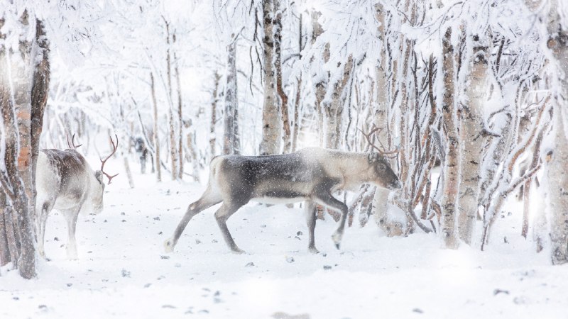 Where holiday magic runs on hoovesReindeer during winter snowfall, Lapland, Finland (© Roberto Moiola/Getty Images)