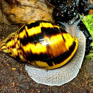 OPTIM VA DONA 🐌 KREM VA PENKALA🐌🐌🐚🐚