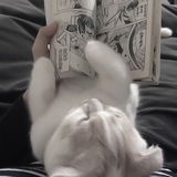 𝒎𝒆𝒐𝒘𝒄𝒉𝒂𝒍𝒍𝒆𝒏𝒈𝒆𝒔