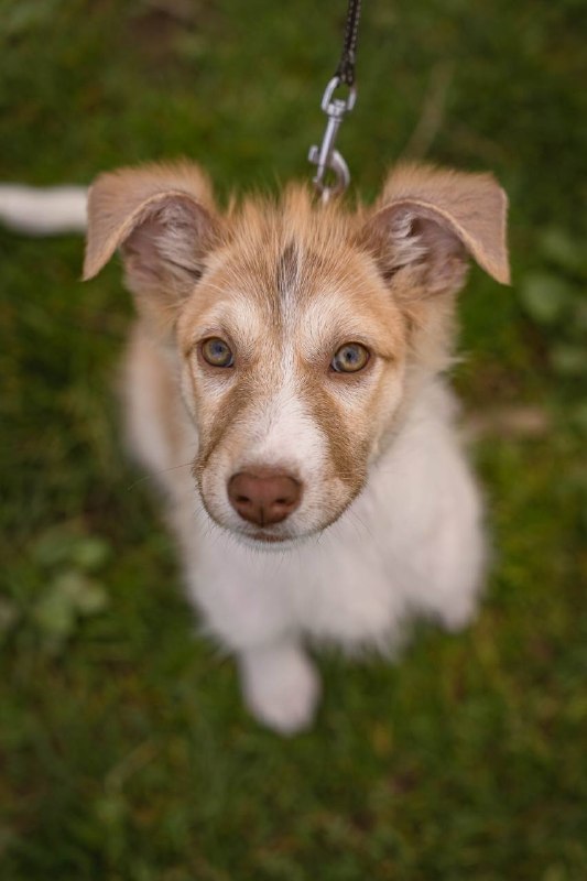Мишель: ушастое чудо в поисках семьи! — фото 1