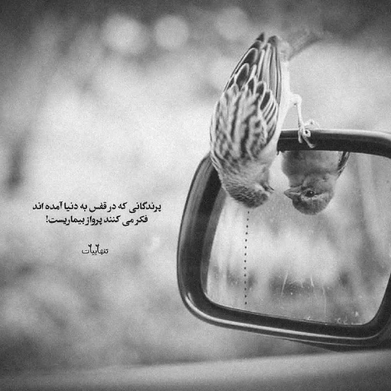 | .حالِ دِلَمـ . |: ‌‌‌‌‌پرندگانے ڪه در قفس به دنیا آمده اند فڪر مے ڪنند پرواز بیماریست!‌‌‌‌‌‌‌@my_he