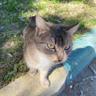 Cats_Pics_ehite_bot Telegram Group Link