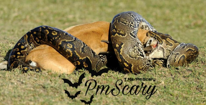 ترسناک | Scary: قربانیان بوآها نه بر اثر خفگی، بلکه در اثر ایست قلبی و گردش خون می میرند.😱 "آغوش" مار باعث افزایش شدید فشار وریدی می شود