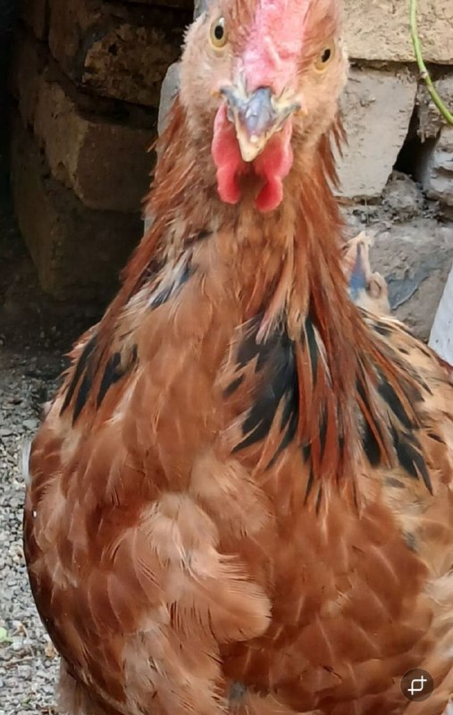 دانشجویار 👨🏻‍🎓👩🏻‍🎓 (معلمان و دانشجومعلمان): #عمومی #خروسخروس ادمین 🐓 روز به روز در حال تنومند شدن 🔥🧿برنامه غذایی خروس: سویا🥜 گندم🌾 سبزیجات☘استخون آسیاب شده🦴➖➖➖➖➖➖➖➖