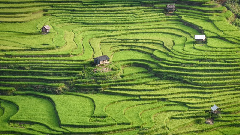 阳光下的梯田越南安沛省木仓寨的水稻梯田 (© Kiatanan Sugsompian/Getty Images)