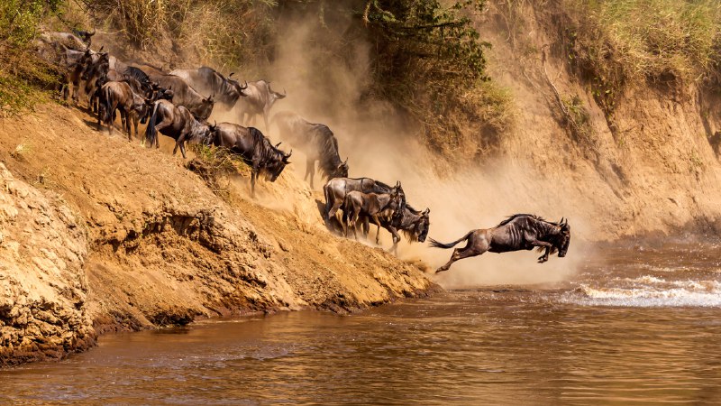 The race for lifeGreat wildebeest migration at Mara River, Kenya (© Ayzenstayn/Getty Images)