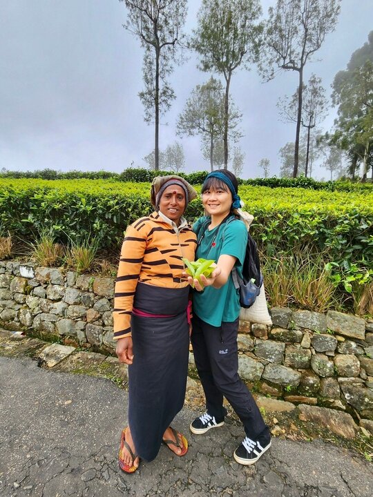 Lipton’s Seat與泰米爾採茶婦女