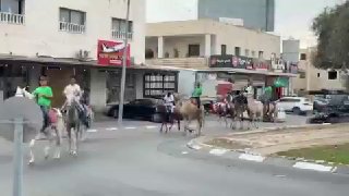 בדואים בנגב משתתפים בבחירות בישראל על גמלים הסצנה מרהט