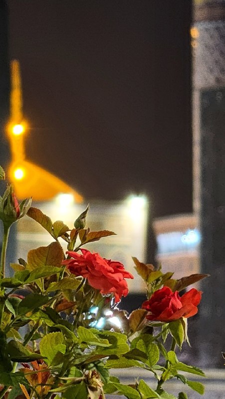 من°: أَلسَّلٰامُ عَلَیکَ یٰا عَلی اِبنِ موسَی أَلرّضٰآ أَلمُرتَضٰی
