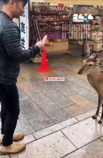 🇮🇱 ביפן אפילו האיילים מנומסים. בעיר נארה, האיילים המקומיים משתחווים למבקרים שמציעים להם עוגיות מיוחדות. ה…